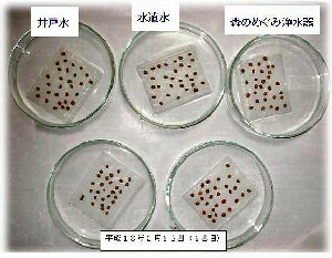 合成洗剤とEM液体石けんの比較試験