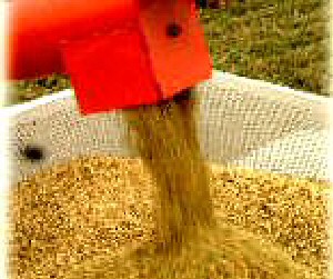 有機栽培米の収穫２