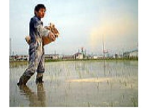 有機栽培米の肥料散布